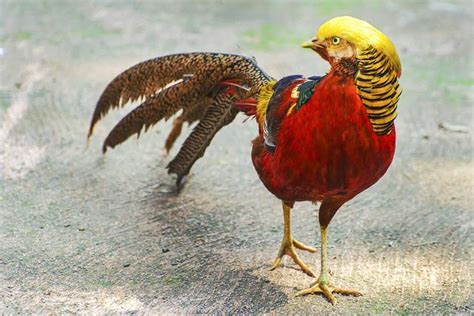 鳳凰是什麼鳥|鳳凰卷盒內藏60隻活鳥 女客羅湖闖關斷正 